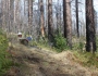 Trail Work in The Ventana Wilderness: October 2011