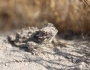 Horned Lizards: Another side project in Alpaugh