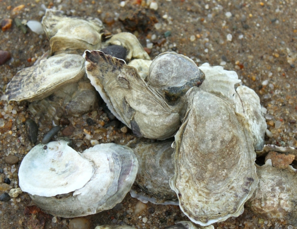 A close up of the oysters in question, most were less than three inches long, too small to collect even if they were in season.